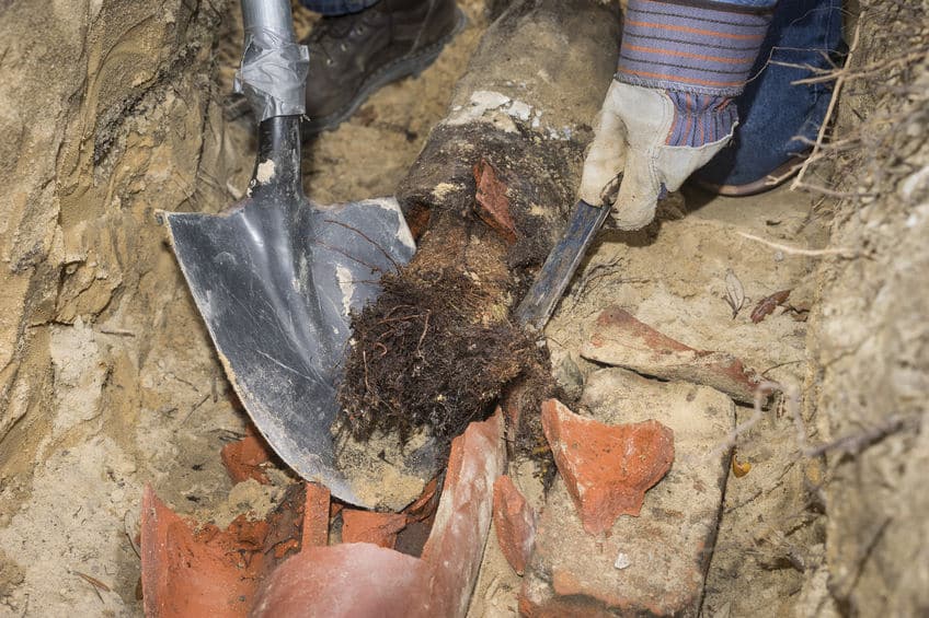 broken sewer pipe full of tree roots