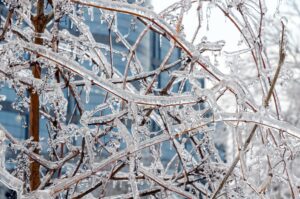 Frozen Tree branches in Brooklyn, NY