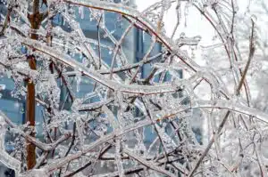 Frozen Tree branches in Brooklyn, NY