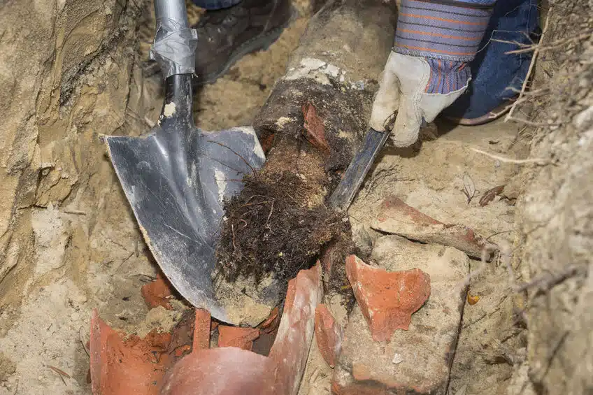 broken sewer pipe full of tree roots